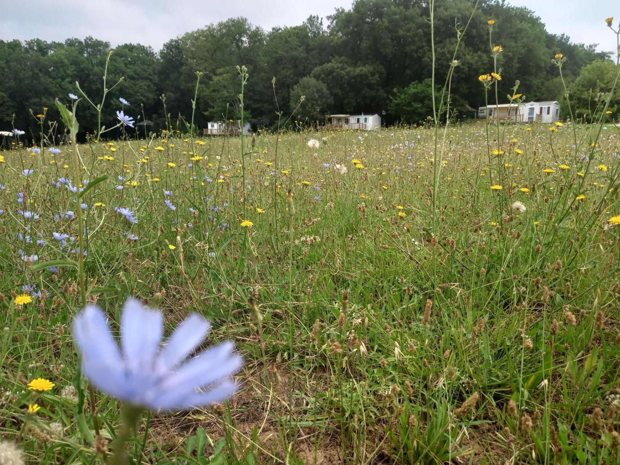 Camping Nature Le Valenty Mobil-Home-Dordogne Panoramique Clim Piscine Soturac Bagian luar foto